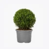 product-image-4_optimized Odio Pellentesque