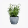 product-image-5_optimized Odio Pellentesque