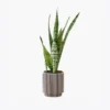 product-image-6_optimized Odio Pellentesque